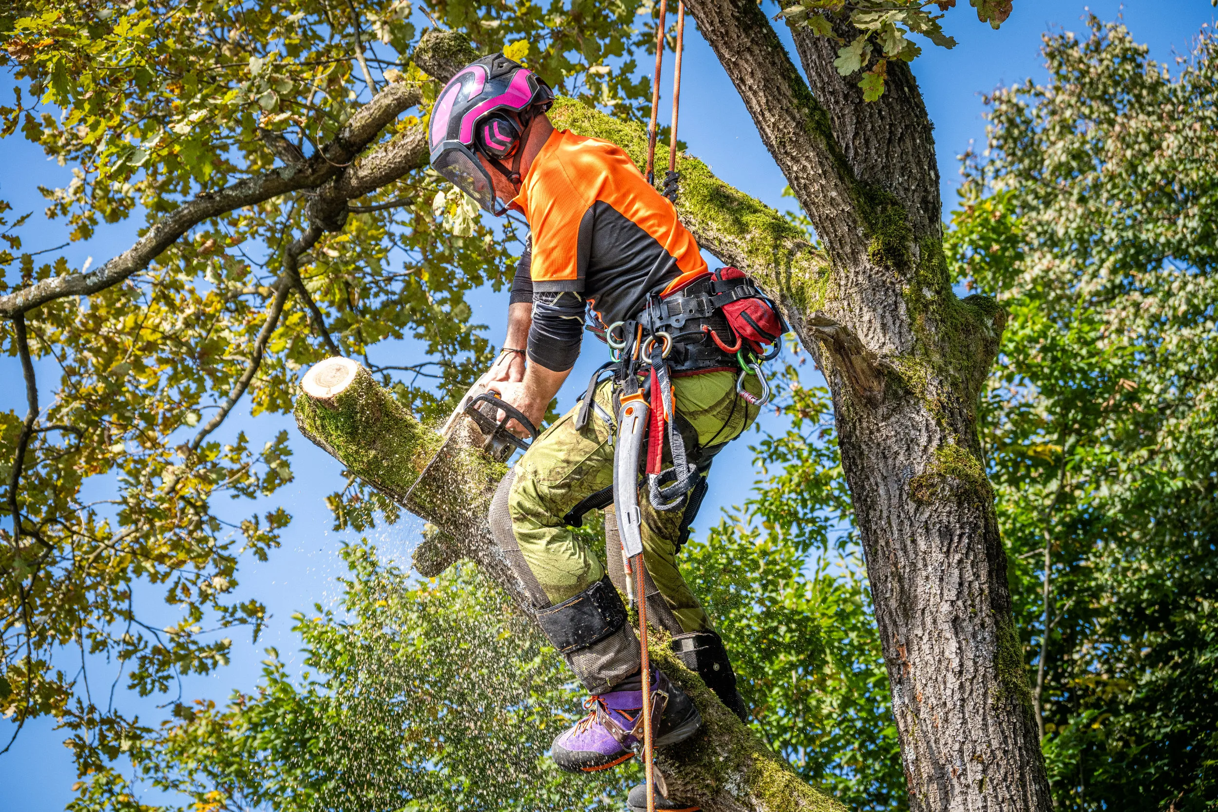 A skilled arborist, equipped with safety gear, methodically sections an oak tree. Elevated among branches, the logger displays expertise in arboriculture while secured by harnesses.