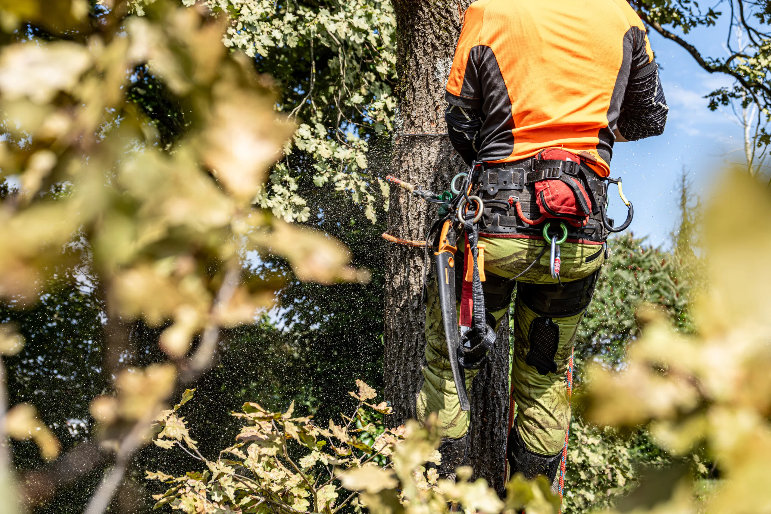 A professional logger, clad in safety attire and harness, skillfully cuts down an oak tree with precision tools, surrounded by lush green foliage.