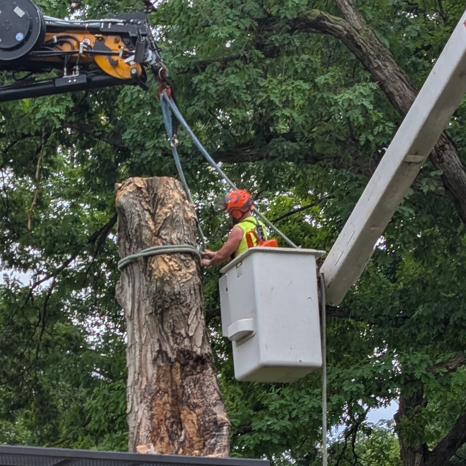 dorshak_tree_removal